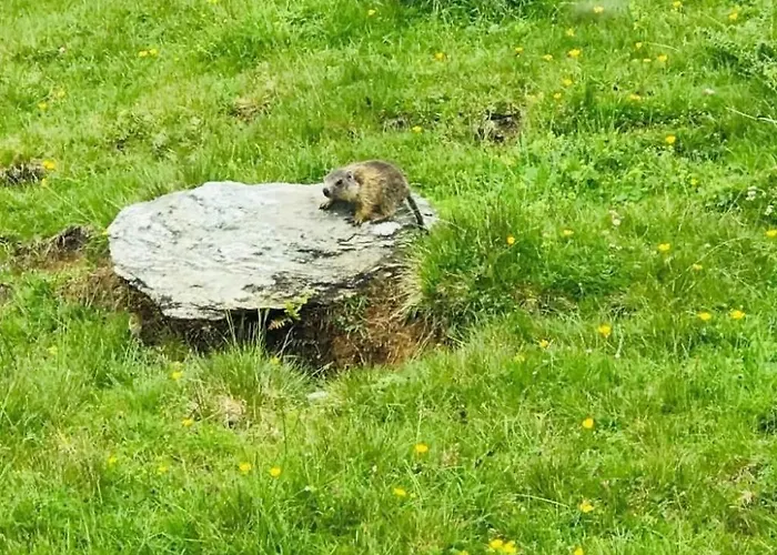 Exklusive Im Mit Wellness By Interhome